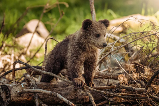 picture of a bear cub